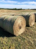 140 large hay bales for sale – $65