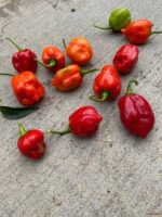 Caribbean Red Peppers – $1
